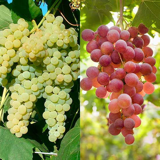 Seedless Grape Collection (2 Pot Grown Vines) - Click Image to Close