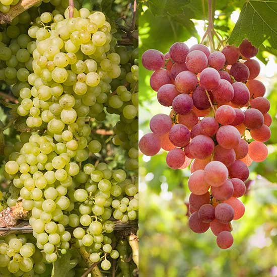 Seedless Grape Collection (2 Pot Grown Vines) - Click Image to Close
