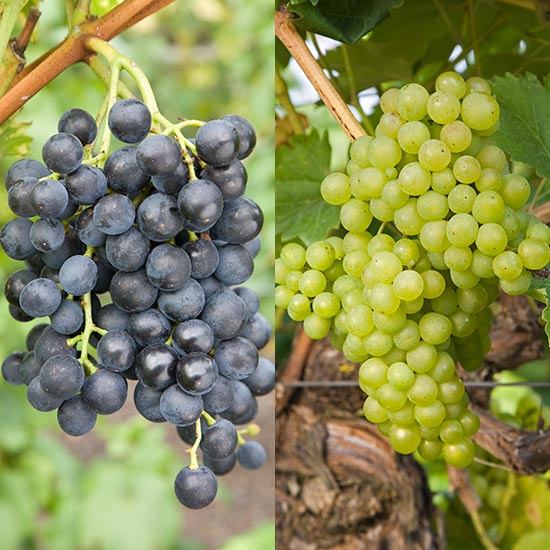 Outdoor Grape Collection (2 Pot Grown Vines) - Click Image to Close
