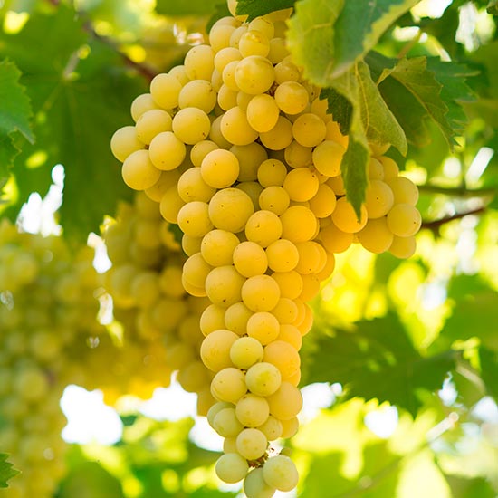 Grape Vine 'Lakemont'