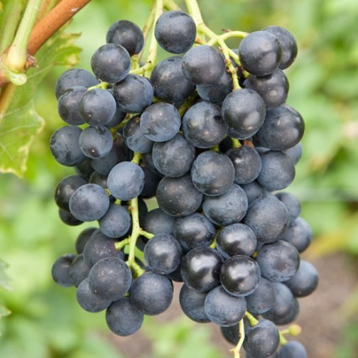 Grape Vine 'Muscat Bleu' (Pot Grown) - Click Image to Close