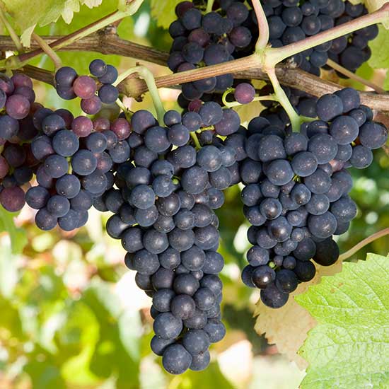 Grape Vine 'Pinot Noir' (Pot Grown) - Click Image to Close