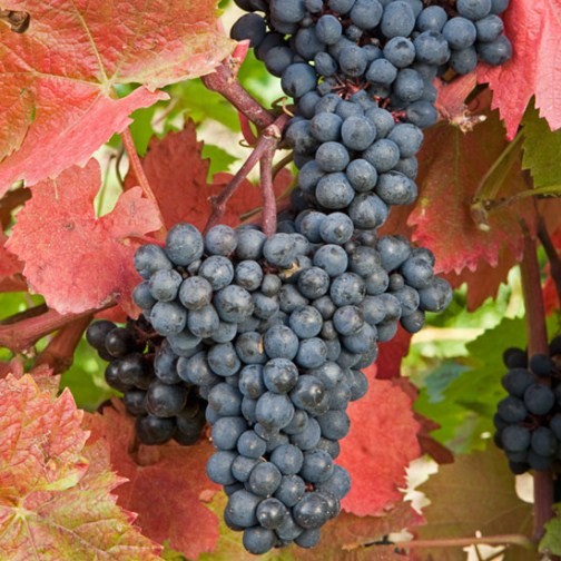 Grape Vine 'Regent' (Pot Grown) - Click Image to Close