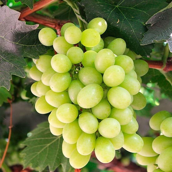 Grape Vine 'Superior Seedless'