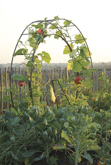 London Eye Plant Frame - Click Image to Close