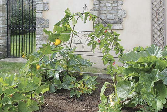 Square Ornamental Plant Frame - Click Image to Close