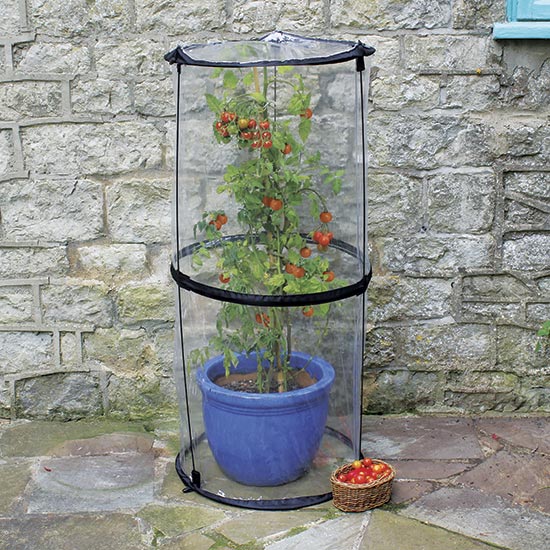 Twist-Up Tomato Cloche - Click Image to Close