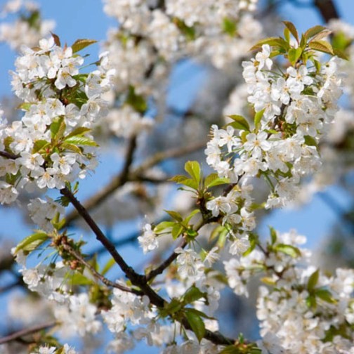 Cherry Plum Hedging (12 plants) - Click Image to Close