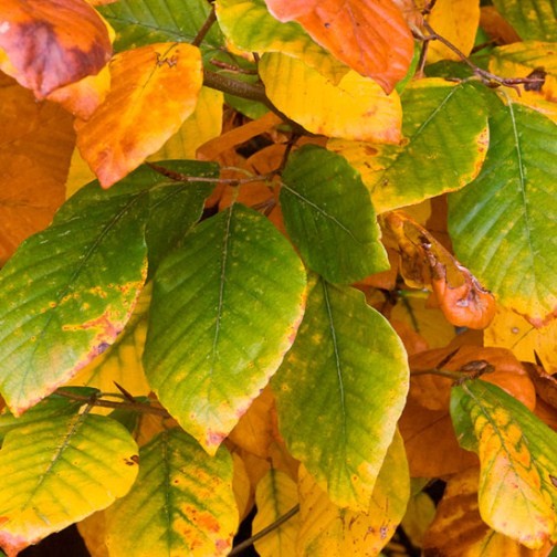 Green Beech Hedging (6 plants) - Click Image to Close