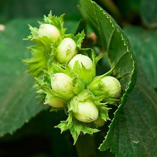 Hazel Hedging (12 plants) - Click Image to Close