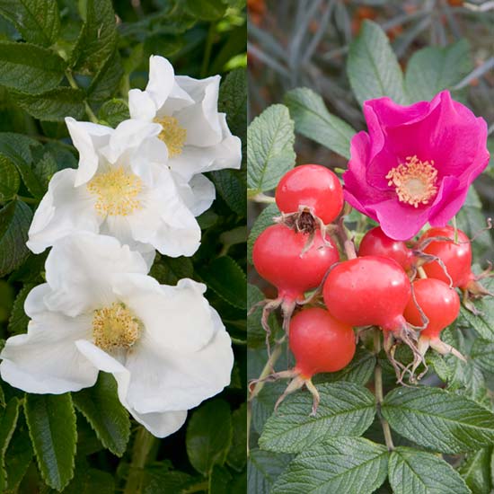 Rugosa Rose Hedging Mix (12 plants) - Click Image to Close