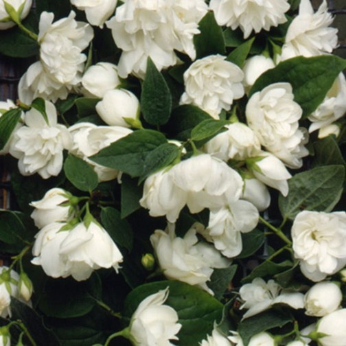 Mock Orange Hedging (6 plants) - Click Image to Close