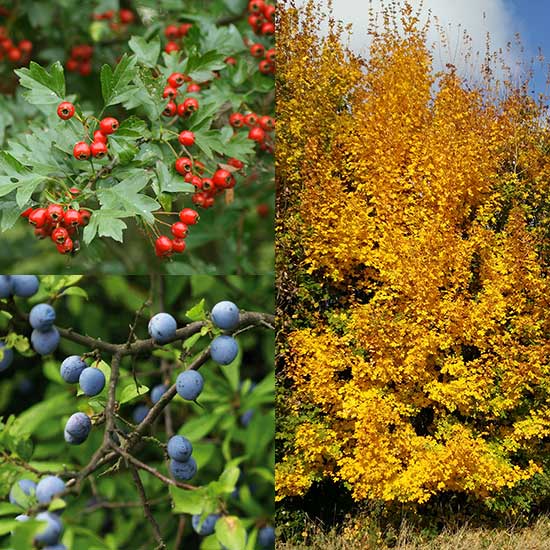 Native Hedging Mix (18 plants) - Click Image to Close