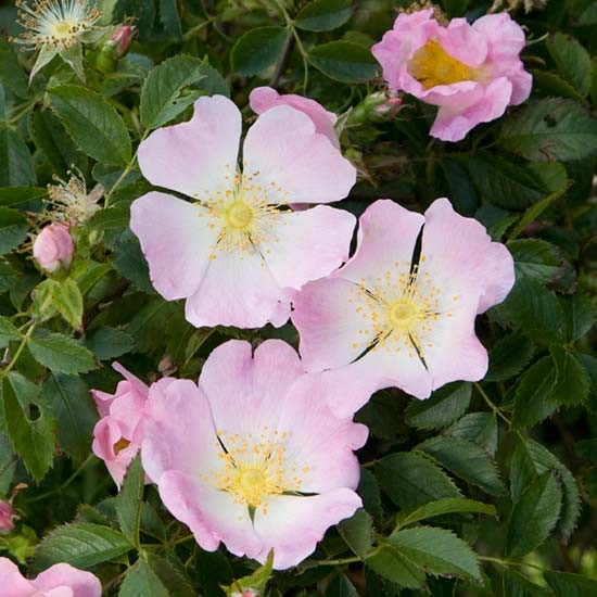 Dog Rose (Wild Rose) Hedging (6 plants) - Click Image to Close