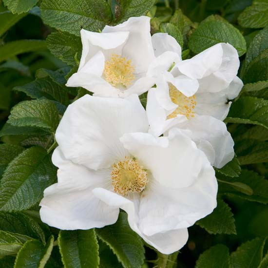 White Rugosa Rose Hedging (12 plants) - Click Image to Close