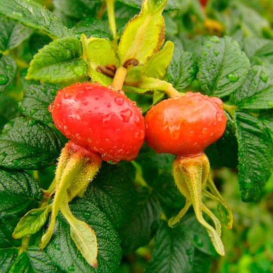 White Rugosa Rose Hedging (12 plants) - Click Image to Close