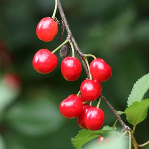 Wild Cherry Hedging (6 plants) - Click Image to Close