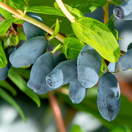 Honeyberry Bush 'Aurora'