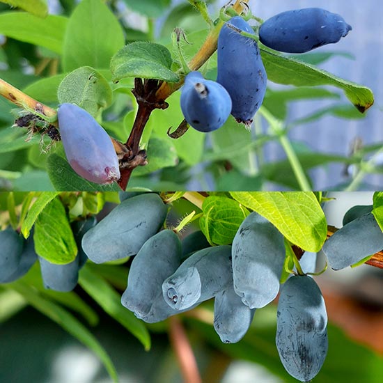 Gourmet Honeyberry Collection (2 plants)