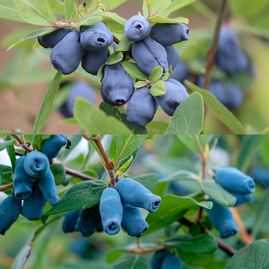 Honeyberry Collection (2 plants)