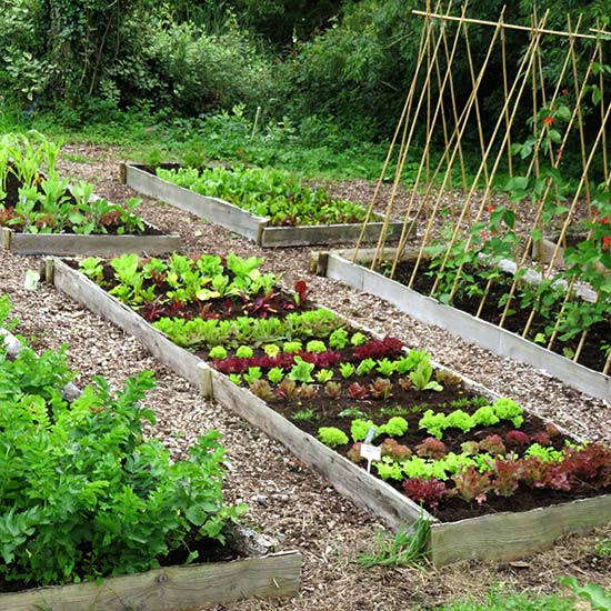 Instant Large Vegetable Garden | Taking Away The Stress!