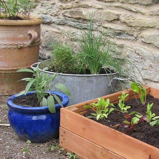 Container Garden Vegetable Patch - Click Image to Close