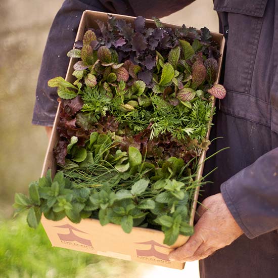 Container Garden Vegetable Patch - Click Image to Close