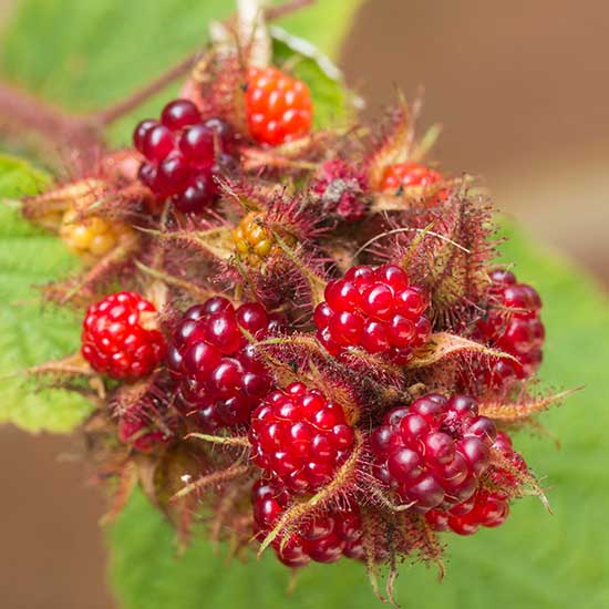 Japanese Wineberry Bush - Click Image to Close