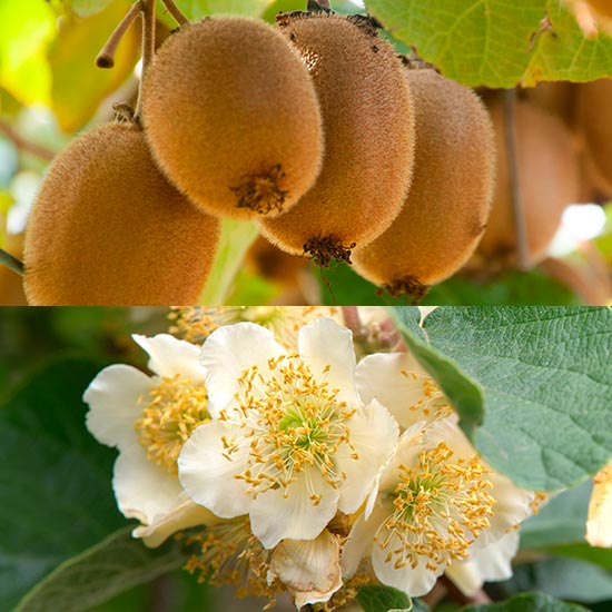 Kiwi Vine Collection (Male & Female) - Click Image to Close