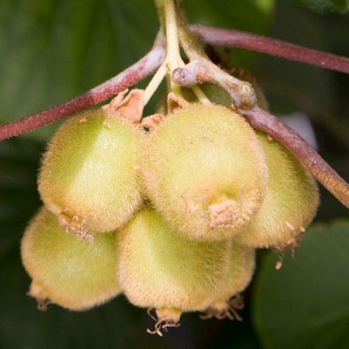 Kiwi Vine 'Jenny' - Click Image to Close