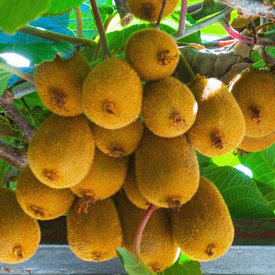 Kiwi Vine 'Solissimo' - Click Image to Close