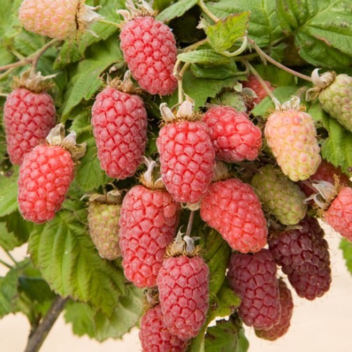 Loganberry Bush 'LY654' - Click Image to Close