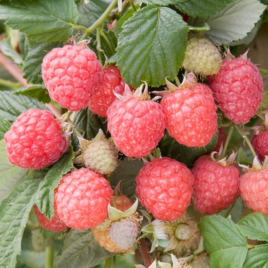 Long Cane Raspberry 'Glen Ample' (6 canes) - Click Image to Close