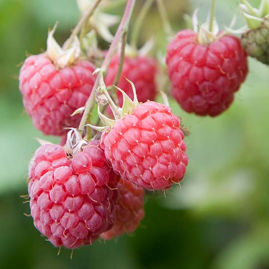 Long Cane Raspberry 'Octavia' (6 canes) - Click Image to Close