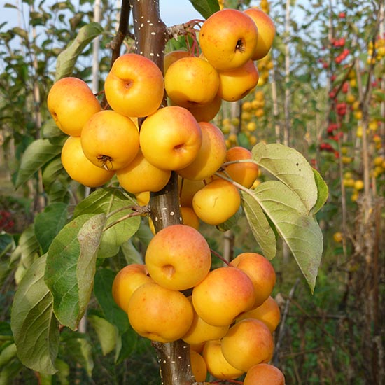 Malus 'Butterball' (Crab Apple Tree) - Click Image to Close