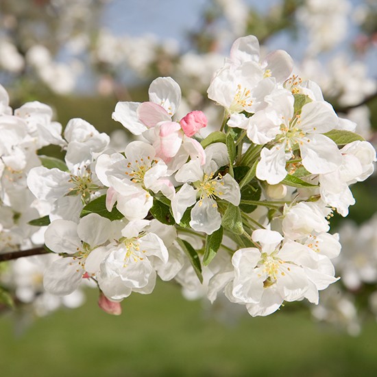 Malus 'Evereste' (Crab Apple Tree) - Click Image to Close