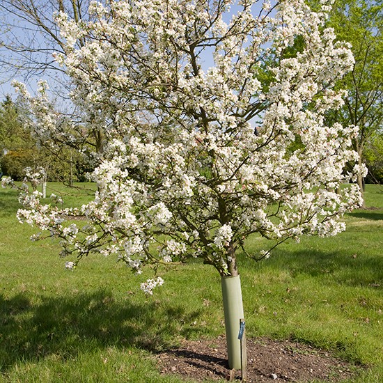 Malus 'Evereste' (Crab Apple Tree) - Click Image to Close