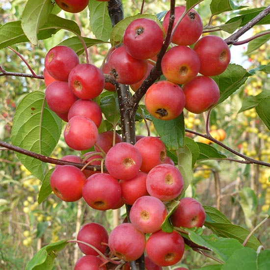 Malus 'Gorgeous' (Crab Apple Tree) - Click Image to Close