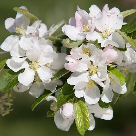 Malus 'Gorgeous' (Crab Apple Tree) - Click Image to Close