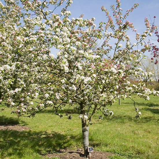 Malus 'Gorgeous' (Crab Apple Tree) - Click Image to Close