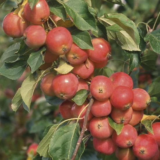 Cordon Malus 'Jelly King' (Crab Apple)