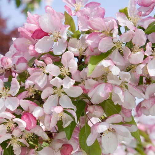 Cordon Malus 'John Downie' (Crab Apple) - Click Image to Close