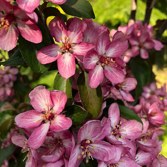 Malus 'Laura' (Crab Apple Tree) - Click Image to Close