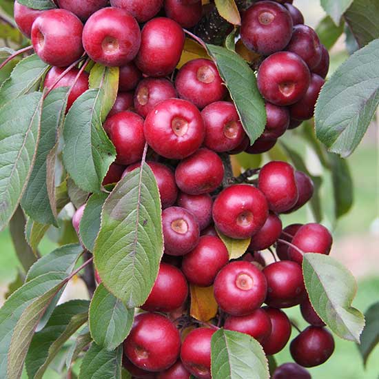 Malus 'Laura' (Crab Apple Tree) - Click Image to Close