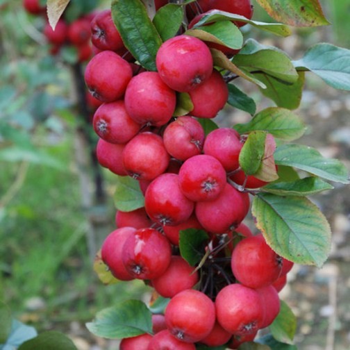 Malus 'Neville Copeman' (Crab Apple Tree) - Click Image to Close