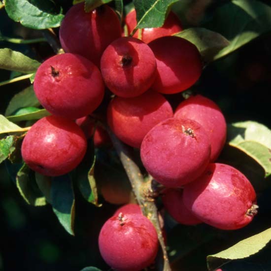 Cordon Malus 'Pink Glow' (Crab Apple) - Click Image to Close