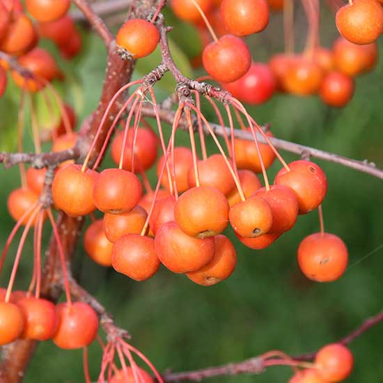 Malus 'Professor Sprenger' (Crab Apple Tree) - Click Image to Close