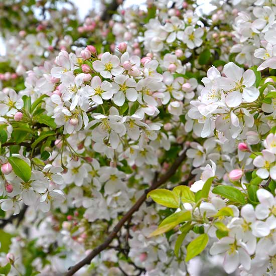 Malus 'Professor Sprenger' (Crab Apple Tree) - Click Image to Close