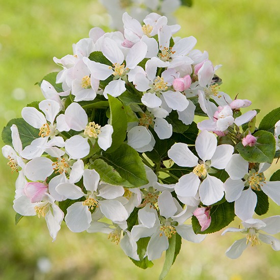 Malus 'Red Sentinel' (Crab Apple Tree) - Click Image to Close