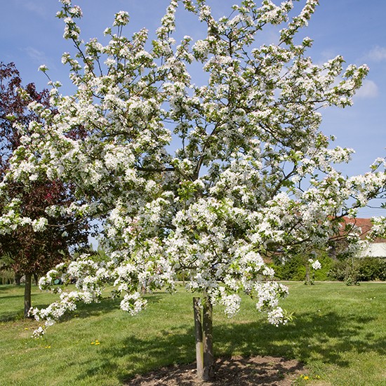 Malus 'Red Sentinel' (Crab Apple Tree) - Click Image to Close